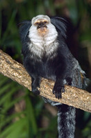 Callithrix geoffroyi WHITE-HEADED MARMOSET 5017239z