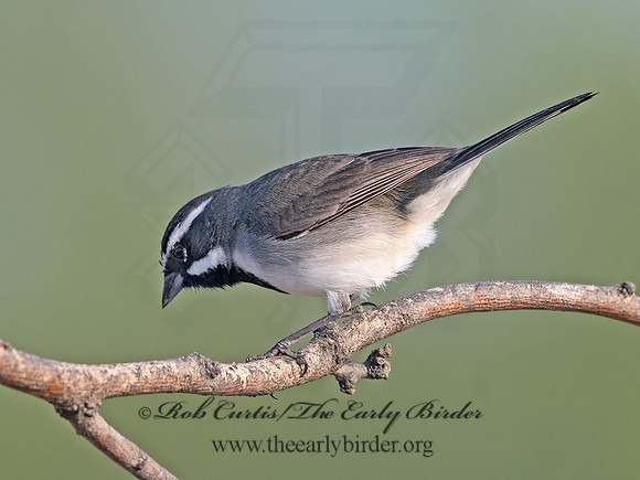 Amphispiza bilineata  BLACK-THROATED SPARROW 3033611z