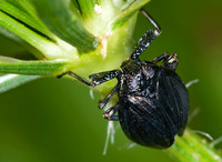 Phylloscelis atra 6012323 z