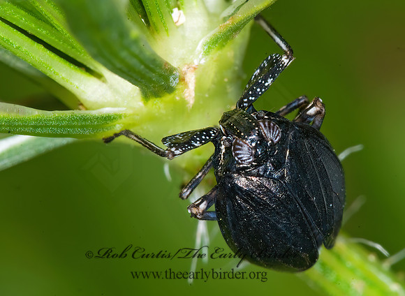 Phylloscelis atra 6012323 z