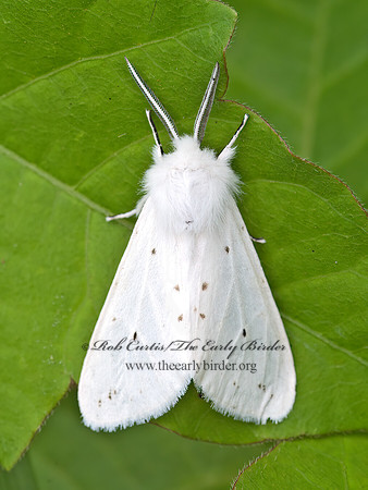 Hyphantria cunea  FALL WEBWORM MOTH~ 9048937z
