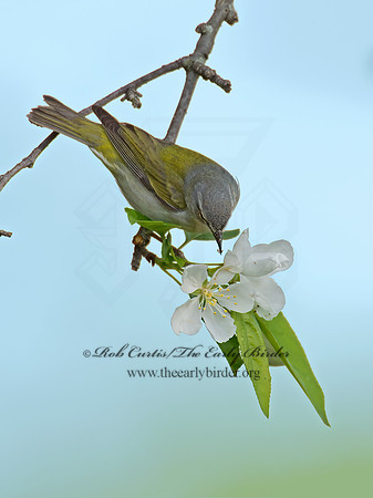 Leiothlypis peregrina  TENNESSEE WARBLER 9022184z