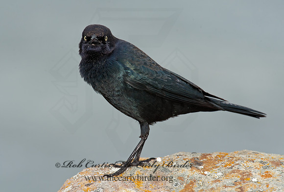 Euphagus cyanocephalus  BREWER'S BLACKBIRD 8020081z