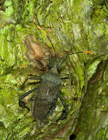 Acanthocephala terminalis 4001934z