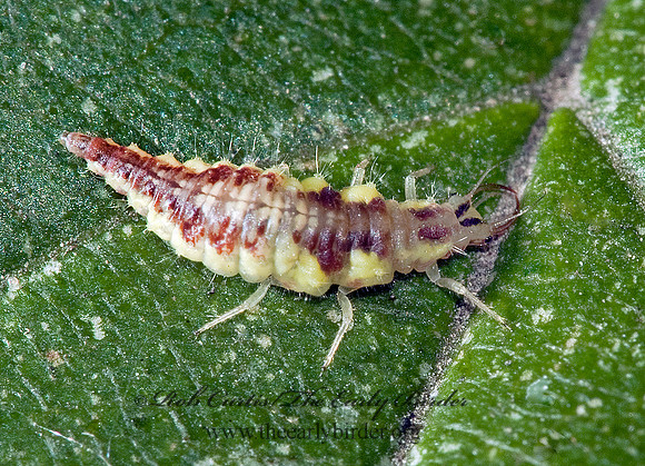 Chrysoperla  GREEN LACEWING 5011384