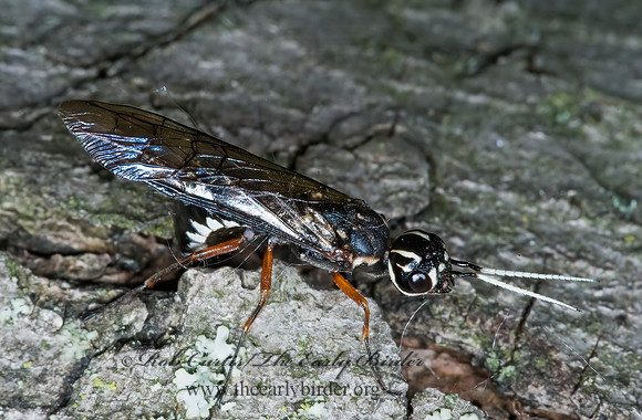 Xiphydria maculata 5008198z
