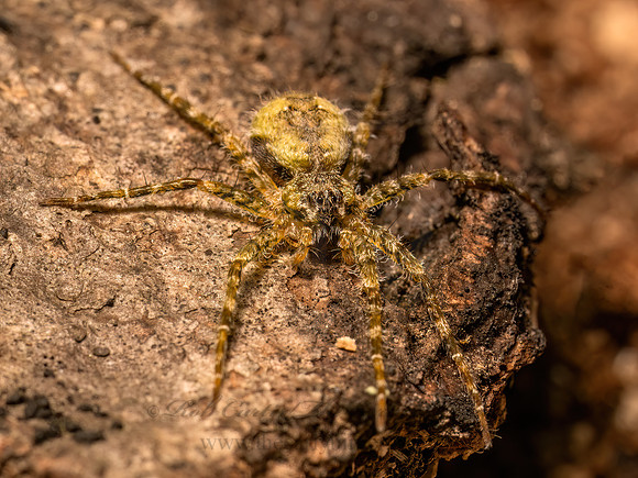 Dolomedes albineus  WHITEBANDED FISHING SPIDER 9087105z