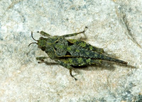 Paratettix cucullatus 5009615z