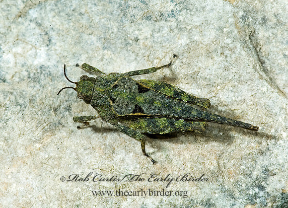 Paratettix cucullatus 5009615z