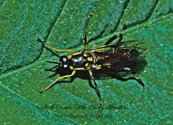 Xylomya simillima  XYLOMYID FLY 170735z
