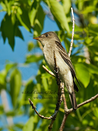 Empidonax virescens  ACADIAN FLYCATCHER 8025820z