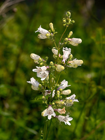 Penstemon digitalis  WHITE BEARDTONGUE 9068687z