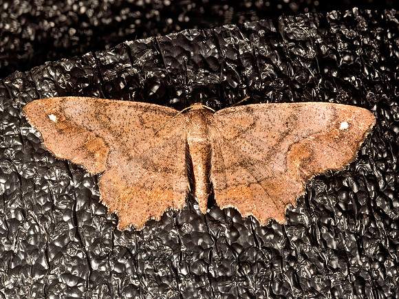 Hypagyrtis  BISTONINI GEOMETER 9050183z