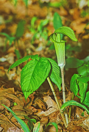 Arisaema triphyllum  JACK-IN-THE-PULPIT  289115`z