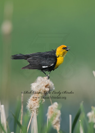Xanthocephalus xanthocephalus  YELLOW-HEADED BLACKBIRD 6004241z