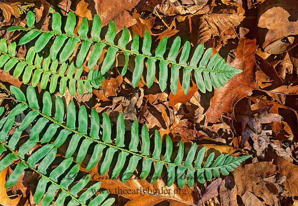 Polystichum acrostichoides  XMAS FERN 213912z