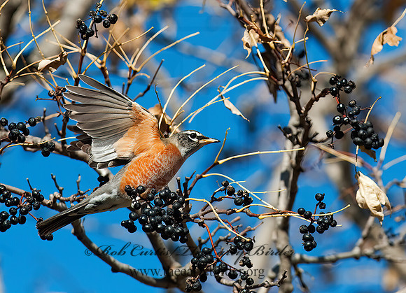 Turdus migratorius  AMERICAN ROBIN 8024449z