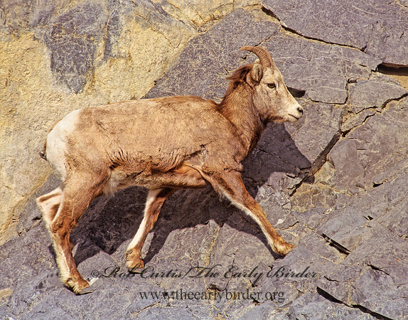 Ovis canadensis  BIGHORN SHEEP 223201z