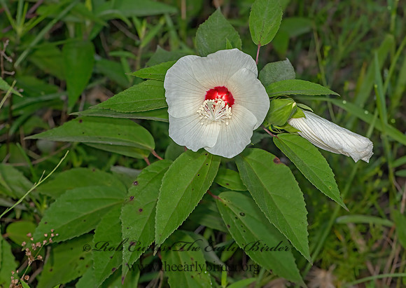 Hibiscus moscheutos  SWAMP ROSE-MALLOW 3041347-z