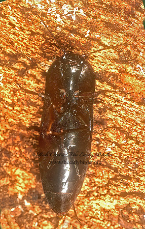Ampedus melsheimeri 278109z
