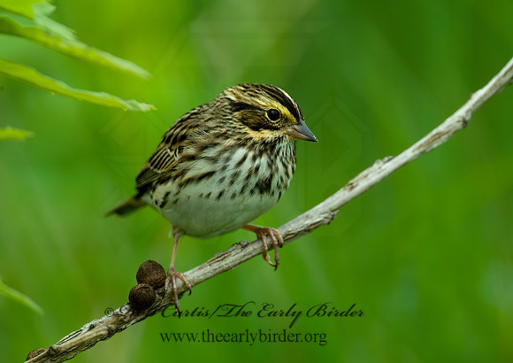 Passerculus sandwichensis  SAVANNAH SPARROW 4000852 z