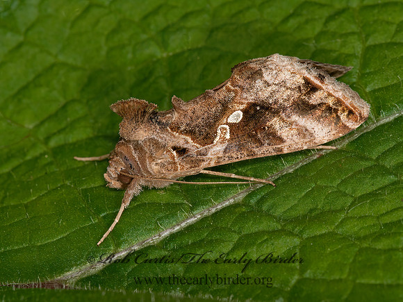 Chrysodeixis includens  SOYBEAN LOOPER 3014863z