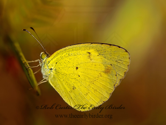 Pyrisitia lisa  LITTLE YELLOW 8023417z