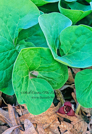 Asarum canadense  WILD GINGER 265434z