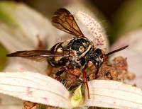 Epeolus scutellaris~ 8016802z