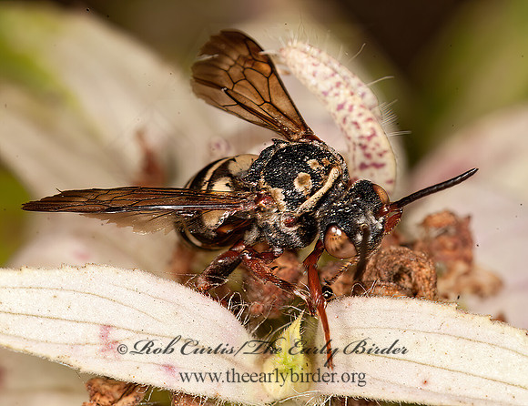 Epeolus  scutellaris~ 8016802z