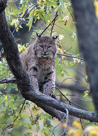 Lynx rufus  BOBCAT 5002958z
