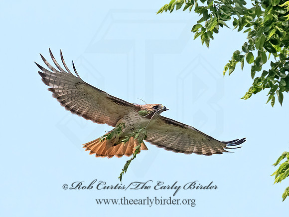 Buteo jamaicensis  RED-TAILED HAWK 9068846z