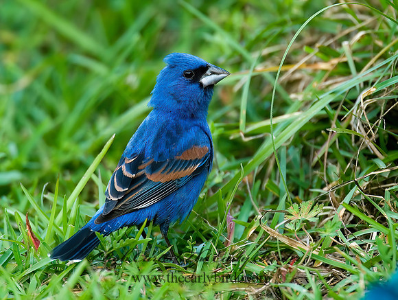 Guiraca caerulea  BLUE GROSBEAK 7002322z
