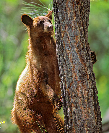Ursus americanus  BLACK BEAR  95405z