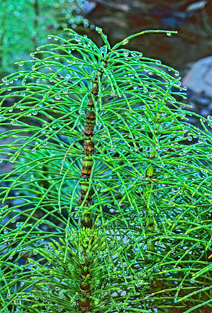 Equisetum arvense  COMMON HORSETAIL 149407z