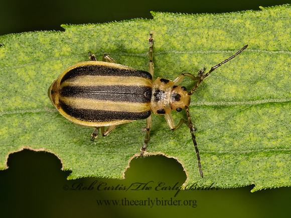 Trirhabda virgata  GALERUCINAE LEAF BEETLE 3022643z