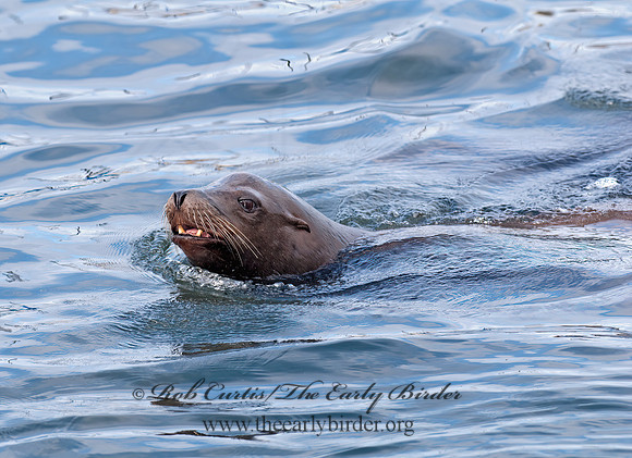 Zalophus californianus  CALIFORNIA SEA LION 7017566z