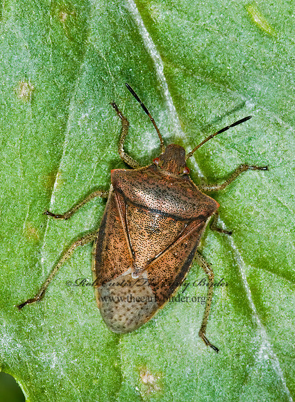 Euschistus servus or variolarius  STINKBUG 5016554z