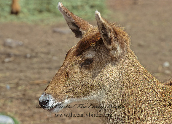 Cervus albirostris  WHITE-LIPPED DEER 279514z