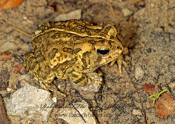 Anaxyrus fowleri  FOWLER'S TOAD  114022  z