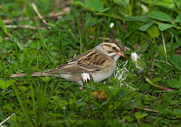Spizella pallida  CLAY-COLORED SPARROW 8003018z