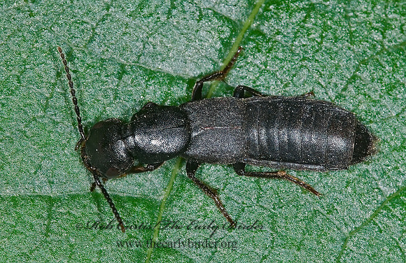 Tasgius melanarius 6017175z