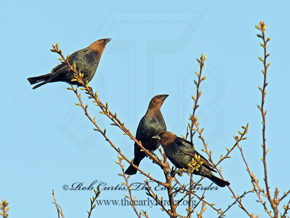 Molothrus ater  BROWN-HEADED COWBIRD  9010190z