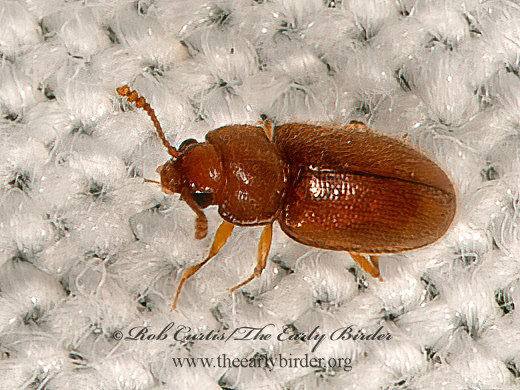 Cryptophilus  PLEASING FUNGUS BEETLE 9066659z