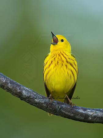 Setophaga petechia  YELLOW WARBLER 8003356z