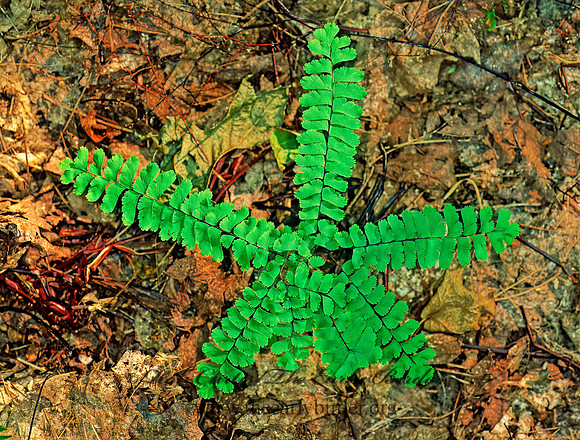 Adiantum pedantum  MAIDENHAIR FERN 210604z