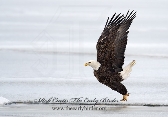 Haliaeetus leucocephalus  BALD EAGLE 8000591z