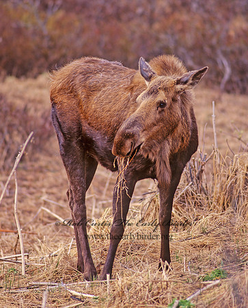 Alces alces  MOOSE 222117z