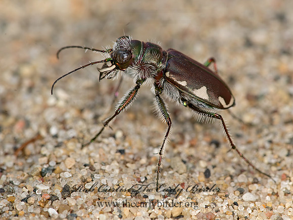 Cicindela scutellaris lecontei  FESTIVE TIGER BEETLE 9041020z