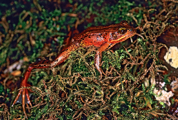 Rana aurora  NORTHERN RED-LEGGED FROG150311 z